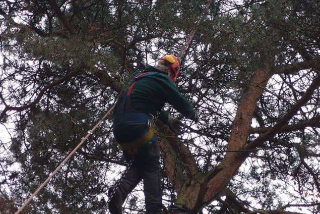 rooien van bomen in gilze rijen op de atalanta